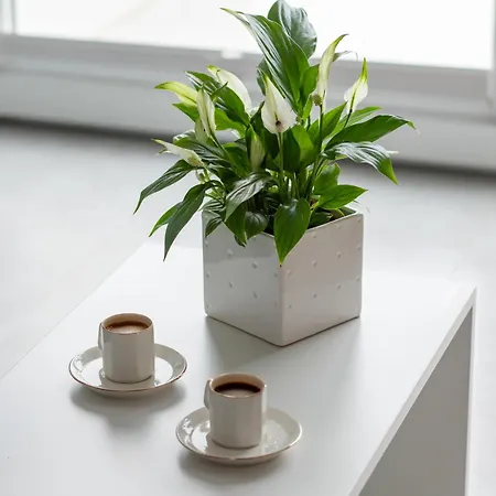 Apartamento Pelican *